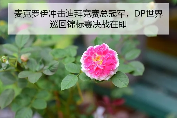 麦克罗伊冲击迪拜竞赛总冠军，DP世界巡回锦标赛决战在即